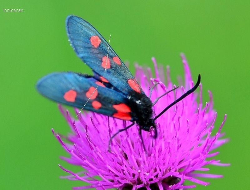 Zygaena lonicerae ? ... pi probabile filipendulae